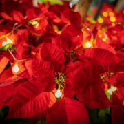 Little Joys of Christmas